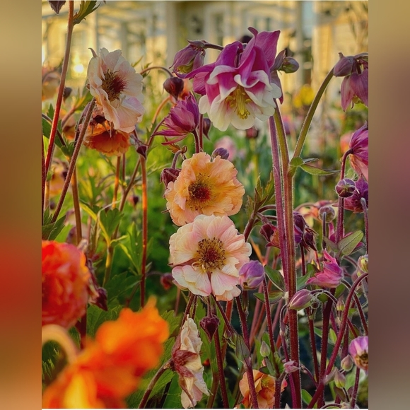 Meet your Posher, Cheryl - Picture 4 of 13